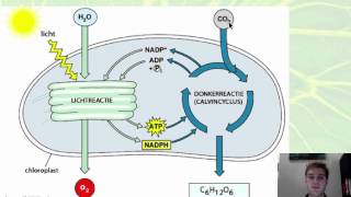 Nectar 4 havo 54 Planten leggen energie vast [upl. by Yanaton201]