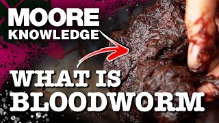 WHY BLOODWORM IS THE MOST EFFECTIVE BIG CARP ATTRACTOR 🪱 [upl. by Eikcim833]