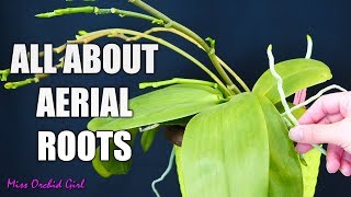 Orchid aerial roots  Why Orchids grow them what to do about them [upl. by Aticilef647]