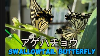 SWALLOWTAIL BUTTERFLY COUPLESWALLOWTAILBUTTERFLY [upl. by Disharoon]