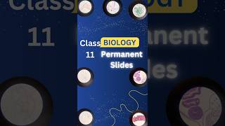 class11biology Permanent slides of oscillatoria rhizopus spirogyra class11science biology💯💯 [upl. by Harman289]