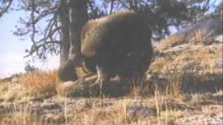 Grizzly Bear and Mountain Lion Playing Together  Bear vs Cougar [upl. by Seaden]