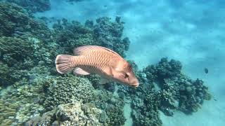 Ras Nasrani snorkeling Sharm El Sheikh Egypt Okt 2024 4K [upl. by Labinnah]