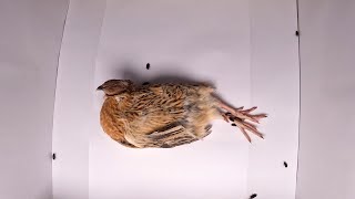 Flesh Eating Beetles VS Japanese Quail Timelapse [upl. by Allene197]