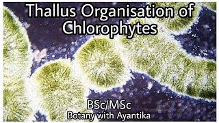 Thallus Organization of Chlorophytes [upl. by Larkins]