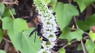 Scolia hirta avispa solitaria scolia scolid wasp [upl. by Leugimsiul579]