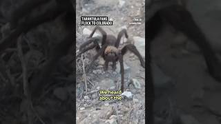 Tarantula fans flock to Colorado [upl. by Barbur]