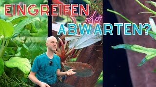 Mangelerscheinungen oder normale Eigenheiten Aquarienpflanzen verstehen [upl. by Leanna252]