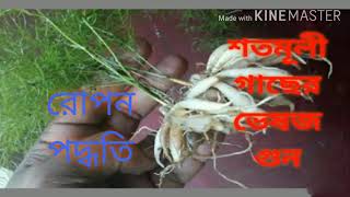 শতমূলীসাতাওয়ারAsparagus racemosus Willd [upl. by Assirhc]