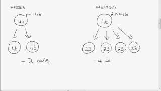 Leaving Cert Biology Mitosis vs Meiosis [upl. by Niala231]