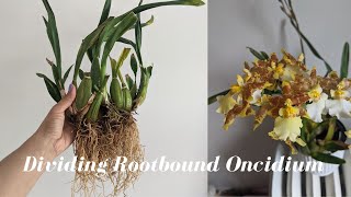 Oncidium Orchid Care  Dividing and Repotting Large Oncidium Orchid for Beginners [upl. by Ledoux292]