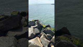 fishing fish jetty tautog fun outdoors family adventure ontherocks rockfish rock sea [upl. by Emlynn]