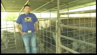 Showing FFA Pigs for Auction  Buying a Show Pig [upl. by Weinstock852]