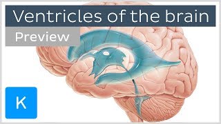 Ventricles of the brain and CSF preview  Human Neuroanatomy  Kenhub [upl. by Alegnave]