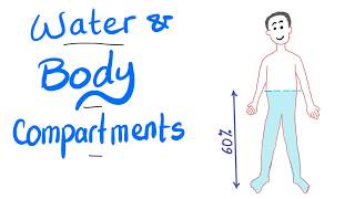 Water and body fluid compartments [upl. by Thurlow]