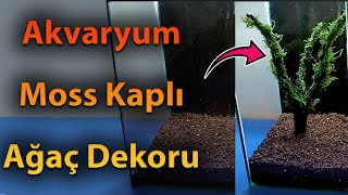 Akvaryum Ağaç Dekor Yapımı  Moss Kaplı Ağaç  Nano Akvaryum Dekoru [upl. by Inaffyt]