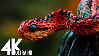 🔴 Wildlife 4K UHD 247  Relaxing Music With Beautiful Nature amp Animals Videos4K Video Ultra HD [upl. by Bej10]