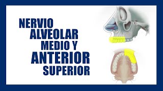 Técnica de anestesia Nervio alveolar medio y anterior superior [upl. by Nanaj905]