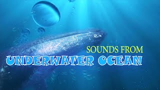 Ambiental Planet  Sounds From Underwater Ocean  Whale Orca Bubbles [upl. by Eneliak]