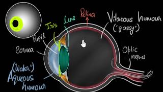 Parts of the eye  Human eye amp the colourful world  Khan Academy [upl. by Annirtak]