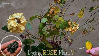 5Reasons  Why the Rose Plant is Dying  Pure Greeny [upl. by Agosto]