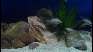 Tanganyika tank Sand dwellers amp Tropheus moliro [upl. by Penney]