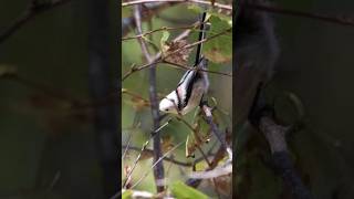 Longtailed tit eating tree buds [upl. by Konstanze]