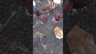 Facts about Molting For Chickens [upl. by Nylacaj]