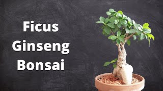 Working On Ficus Ginseng Bonsai  Winter Preparations [upl. by Ordnagela951]