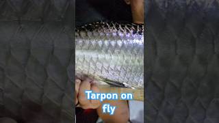 fly fishing tarpon [upl. by Hein]