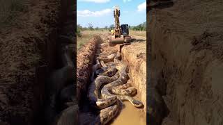 Excavator Uncovers Massive Snakes in the Ground 🐍🚧 WildFind [upl. by Garlinda]