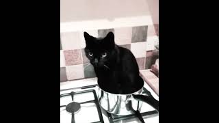 Shrek  Xaspersatire joke cat blackcat black meme [upl. by Aicrop236]