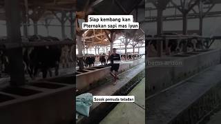 Mas iyun siap kembang kan peternakan sapi lagimasih muda jadi peternak sukses dan sopan rendah hati [upl. by Onailil859]