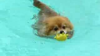 Funny Little Red Pomeranians best swimming adventure [upl. by Eceinahs]