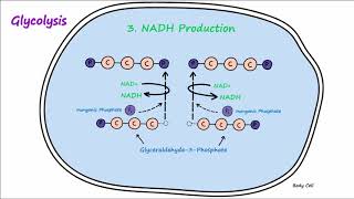 Metabolism  Part 2  Glycolysis and Lactic Acid Fermentation [upl. by Arimaj152]