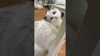 The Cats Tough Reaction Compilation [upl. by Nicolina]