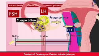 Función de la hormona gonadotropina coriónica humana [upl. by Nerte]