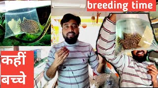 scat fish unboxing  लेकिन सभी टैंक बुक है 😫 [upl. by Ahsets]