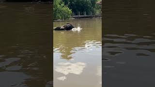 Big￼ softshell turtle 🐢 turtle fishing [upl. by Krock]