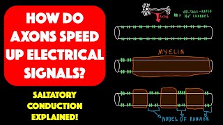 Myelin and saltatory conduction [upl. by Glenda]