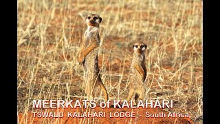 MEERKATS  Tswalu Kalahari Lodge  Kalahari  South Africa [upl. by Hilda]