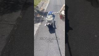 Why are staffies so stubborn 😂 shorts dog walk staffy [upl. by Rebna]