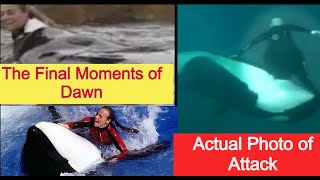 The Terrifying Killer Whale  Tilikum’s Final Victim Dawn [upl. by Xuerd23]