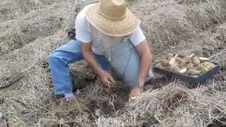 Planting Potatoes in Mycorrhizae Inoculum [upl. by Atok879]