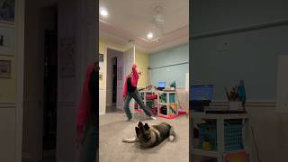 My dog dances to smooth criminal 🤣 [upl. by Niles204]