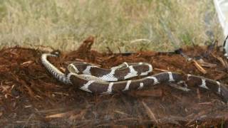 California King Snake eats a Pacific Rattlesnake 3x Speed [upl. by Lednew]