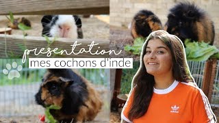 Présentation de mes cochons dinde 2 [upl. by Farrar5]