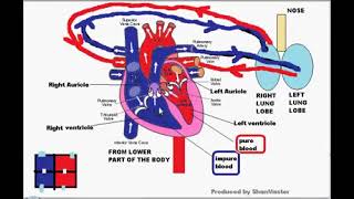 ANATOMY OF HEART FOR A LAYPERSON TO SIMPLY UNDERSTAND WHAT DOES IT DO 1 [upl. by Messere]