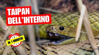 Il taipan dellinterno  Il serpente più velenoso del mondo  In 1 Minuto [upl. by Oiligriv]