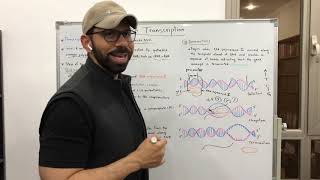 RNA Transcription [upl. by Reinald]